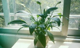 第一次種植物作文開頭