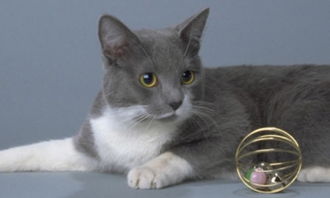 寫貓的作文400字好開頭