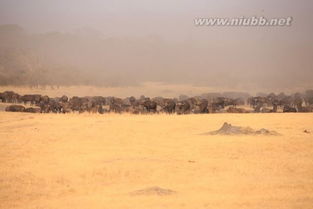 關(guān)于一次難忘的經(jīng)歷作文開頭結(jié)尾
