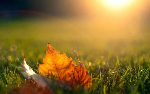 描寫秋天楓葉的作文開頭