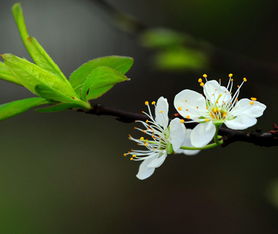 尋春作文600字初中開頭