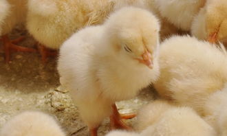 小雞作文開(kāi)頭怎么寫作文