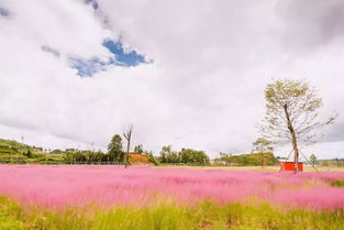 黃河之濱也很美作文開頭