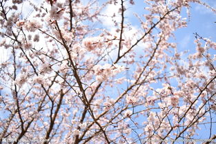 關(guān)于桃花文化的作文開頭