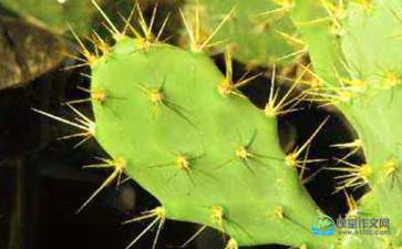 我家仙人掌作文開(kāi)頭