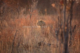 一次難忘的經(jīng)歷作文開頭