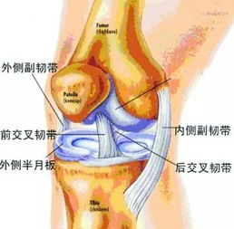 登山如何保護(hù)膝關(guān)節(jié)？(登山如何保護(hù)膝關(guān)節(jié))
