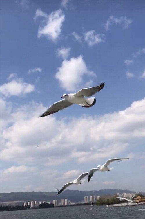 感謝小學(xué)的同學(xué)作文開(kāi)頭結(jié)尾