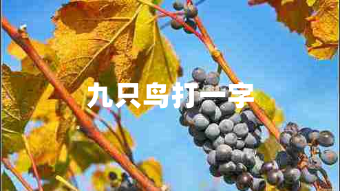 九只鳥(niǎo)打一字