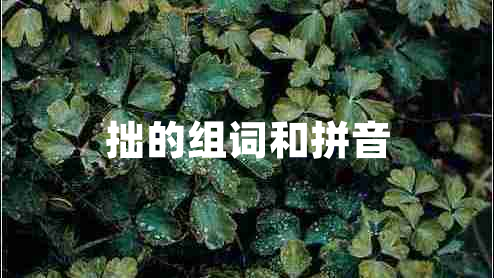 拙的組詞和拼音