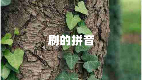 刷的拼音 刷的拼音