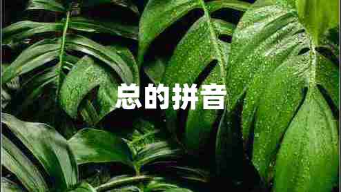 總的拼音 總的拼音