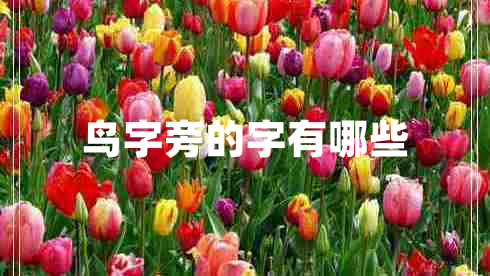 鳥字旁的字有哪些 鳥字旁的字有哪些