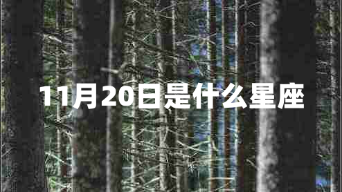 11月20日是什么星座 11月20日是什么星座