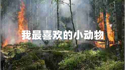我最喜歡的小動物 我最喜歡的小動物
