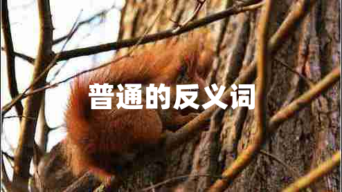 普通的反義詞 普通的反義詞