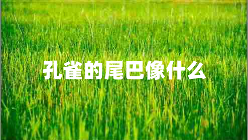 孔雀的尾巴像什么 孔雀的尾巴像什么