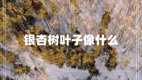 銀杏樹葉子像什么