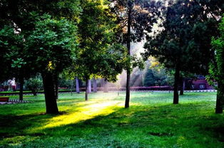 校園冬天的清晨作文300