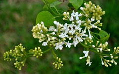 校園里的春天作文350字左右