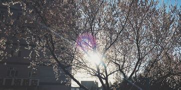 校園我為你拍照作文