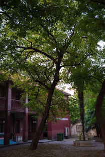 校園大槐樹作文