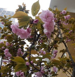 寫校園的美一篇作文