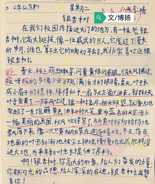 校園里的白果樹(shù)三百字作文