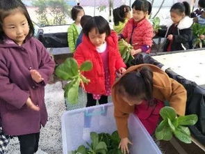 校園義賣蔬菜活動作文