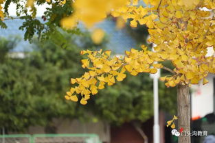 秋日里的最美校園作文