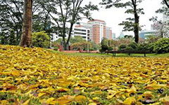 校園秋天作文200