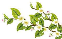 描寫校園桂花的作文600字作文