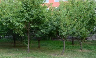 校園里那些作文大樹(shù)和小樹(shù)