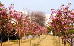 寫校園春景的作文300字