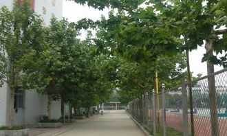 我的小學校園生活400字作文