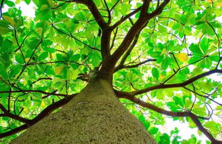 作文,大樹,校園