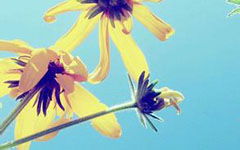 寫一角校園作文300字