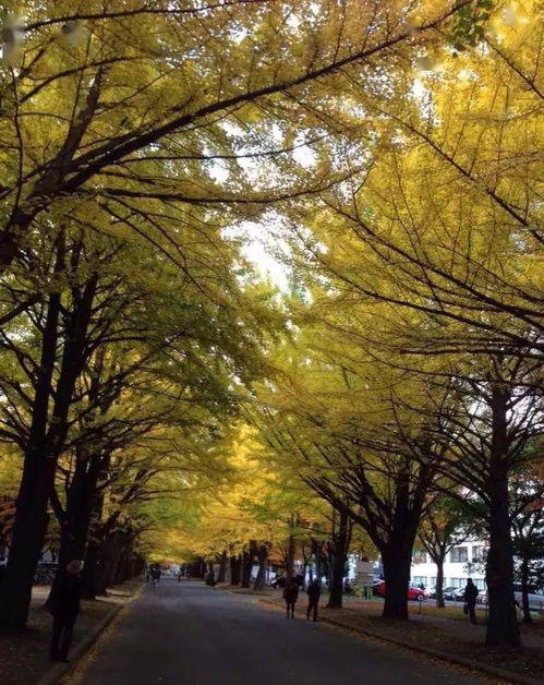 作文,銀杏,大道,校園