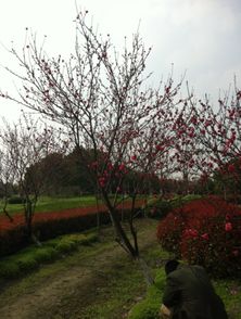 校園風(fēng)景畫作文50字,校園風(fēng)景畫作文600字,描寫風(fēng)景畫的作文