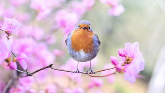 描寫春天的植物的作文,春天的植物作文300字三年級,春天的植物作文300字