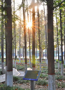 校園一角小樹(shù)林作文關(guān)于春夏秋冬