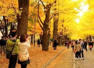 校園的銀杏大道作文