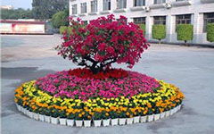 校園的花壇真美麗作文