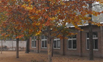 校園一角梧桐樹作文300字