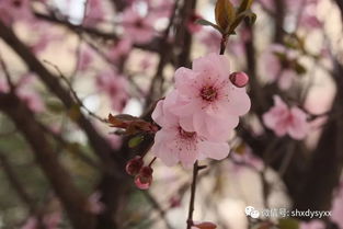 校園春色惹人醉作文