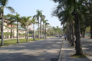 關(guān)于早晨校園的高中作文