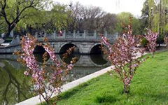 校園門口的春天作文