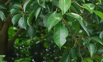 關(guān)于校園老樟樹的作文