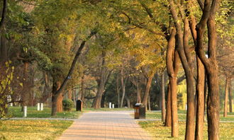 我要愛校園作文600