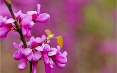 校園里的紫荊花作文